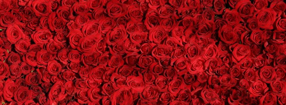 Ferns n Petals Banner